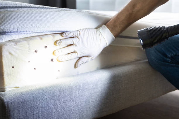 Best Local Pest Control Services  in Nixon, TX